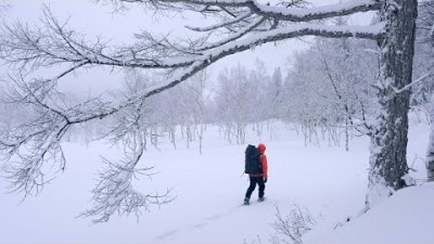 【自然写真】雪舞う志賀高原・白樺と雪の共演｜Fujifilm X-T4導入しました