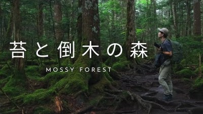 【自然写真】にゅう登山 苔と倒木の森・ソフト光の使い方