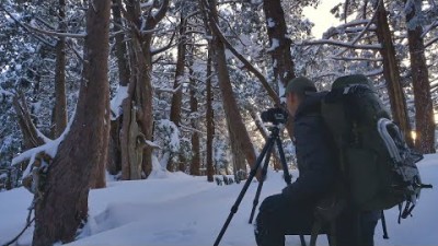 【風景写真】残雪に包まれた巨木クロベの森の朝｜Landscape photography adventure Japan Fujifilm GFX