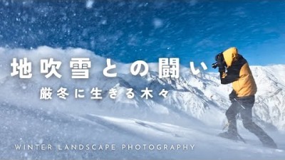 【自然写真】地吹雪との闘い・厳冬に生きる木々｜GFX100SII