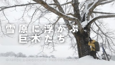 【自然写真】厳冬期・霞む雪原に浮かぶ巨木たち｜GFX